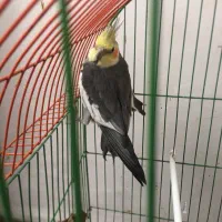 عروس هلندی