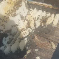 انواع عسل عمده و خرده با برگه ازمایش