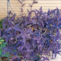 گل طبیعی برگ بیدی ارغوانی