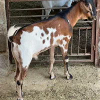 حیوانات مزرعه