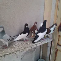 کفتر چپ