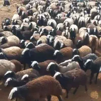 85 راس میش شال فروش بدون دلال یا واسطه