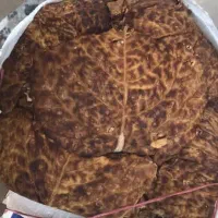 بربری