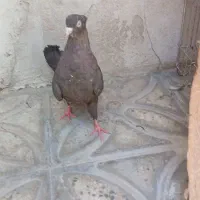 کبوتر
