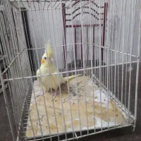عروس هلندی