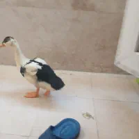 اردک 5 ماهه