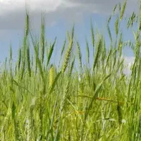 زمین آبی روستای تجربه گراب