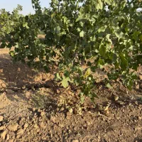 نیازمند کارگر آبگیر برای باغ پسته چاه دربست