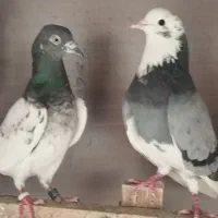 فروش کفتر پرشی