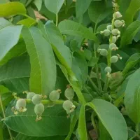 پیوند و هرس درختان به صورت کاملا اصولی