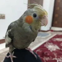 عروس هلندی