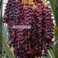خرما|خدمات باغبانی و درختکاری|خورموج, |دیوار