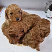 توی پودل مینیاتوری