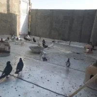 کفتر پرشی