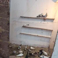 فروشی کبوتر