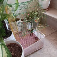عروس هلندی جفت
