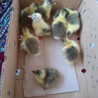 جوجه غاز محلی وجوجه بوقلمون