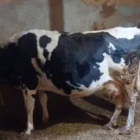 توزیع کنسانتره بصورت نقدو اقساط