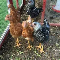 جوجه ۴و۳ ماهه گلپایگان محدود