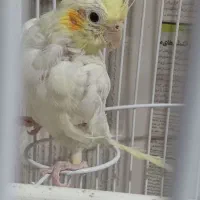 عروس هلندی