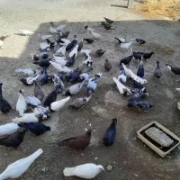 فروشی توافقی