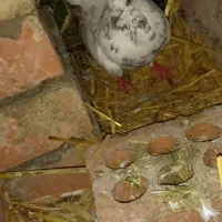 کبوتر|پرنده|مینودشت, |دیوار