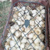 سیر
