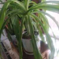 دو عدد گل طبیعی اشک ملکه