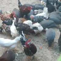 تخم مرغ نطفه دار گلین تخم مرغ شاخدار