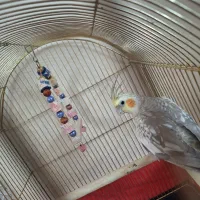 عروس هلندی همراه قفس نو