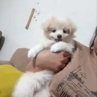 واگذاری رایگان