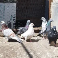 کبوتر غریب گیری