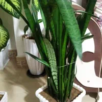 گل سانسوریا سبز