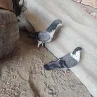 کبوتر کرمانی