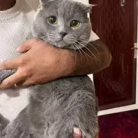 گربه اسکاتیش نروماده