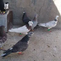 کفتر