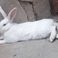 خرگوش|موش و خرگوش|مسجد سلیمان, |دیوار