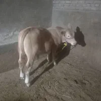 گوساله