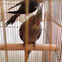 عروس هلندی