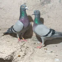 سبز