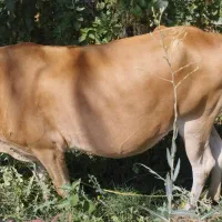 ***|حیوانات مزرعه|بیکاه, |دیوار