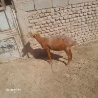 میش درجه یک گوشتشم خوبه  سالم مرتب ویک عدد بره نر