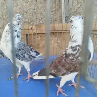 کفتر قاره