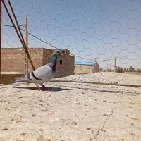 دوتا کفتر گرفتنی
