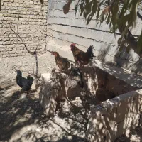 اردک مرغابی غاز خروس