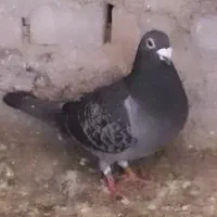کبوتر پلاکی مسافتی مولد