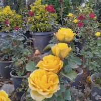 مرکز گل گیاه صنوبر اردبیل
