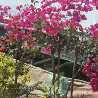 انواع گیاهان زینتی محوطه سازی