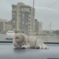 واگذاری اسکاتیش سیلور