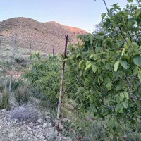 فروش باغ در روستای فیروزکوه